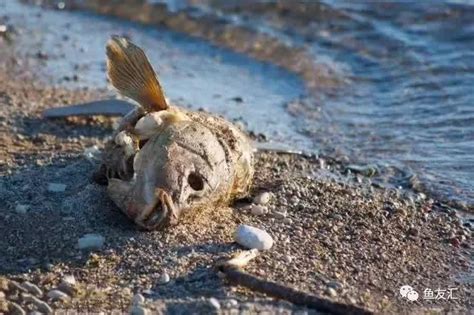 死魚怎麼處理|魚死了，水壞了，怎麼辦？